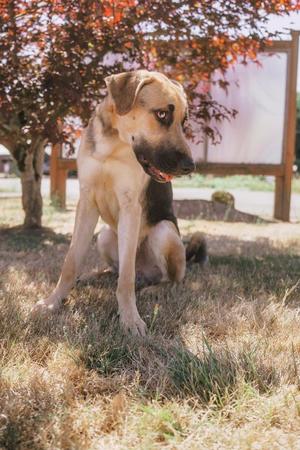 A light-colored dog with a black patch on its back is sitting on dry grass, looking to the side. There are trees with red leaves in the background.