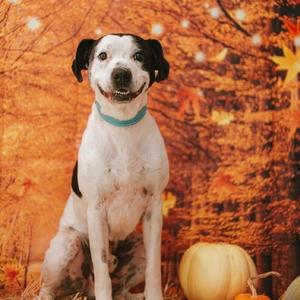 Chance, Pit Bull Terrier / Mixed Breed, adult, available for adoption