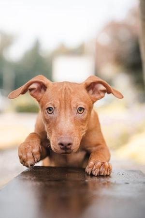 Buttercup, Mixed Breed, puppy, available for adoption