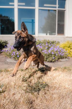 Beatrice, Belgian Shepherd / Malinois / German Shepherd Dog, puppy, available for adoption