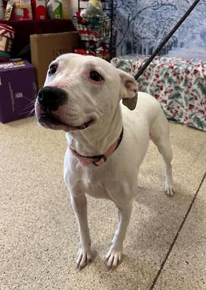 Ghost (Snow) - Sponsored by River & Ben, Pit Bull Terrier / Dalmatian, adult, available for adoption