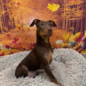 Bubbles, Mixed Breed, puppy, available for adoption