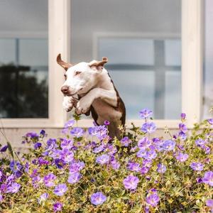 Mochi, Pit Bull Terrier / Greyhound, young, available for adoption