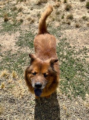 Ludo, Chow Chow / Mixed Breed, adult, available for adoption