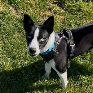 Bailey - Sponsored by Amelia Root, Basenji / Mixed Breed, adult, available for adoption