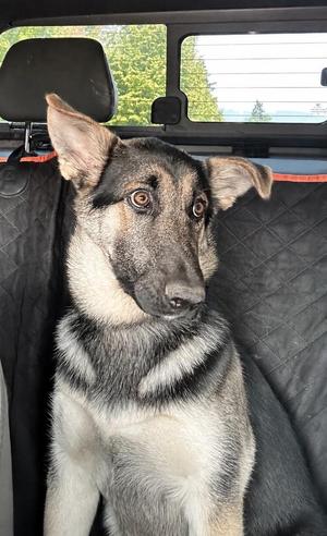 Mason, German Shepherd Dog, puppy, available for adoption