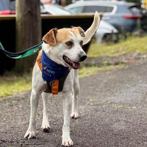 Biggie, Cattle Dog / Mixed Breed, adult, available for adoption