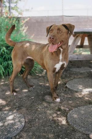 A brown dog with a white patch on its chest standing outdoors on a dirt ground, with a picnic table and greenery in the background.