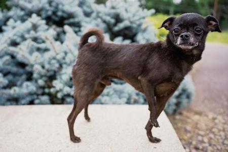 The Count, Chihuahua / Pug, senior, available for adoption