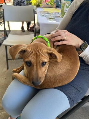Clam Chowder, Mixed Breed, puppy, available for adoption