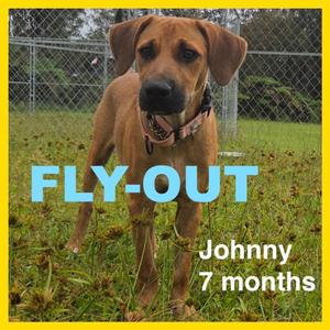 Johnny, Labrador Retriever / Black Mouth Cur, puppy, available for adoption