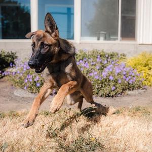 Beatrice, Belgian Shepherd / Malinois / German Shepherd Dog, puppy, available for adoption