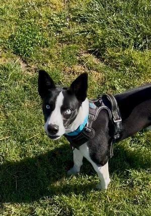 Bailey - Sponsored by Amelia Root, Basenji / Mixed Breed, young, available for adoption
