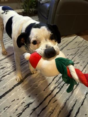 Chance, Pit Bull Terrier / Mixed Breed, adult, available for adoption
