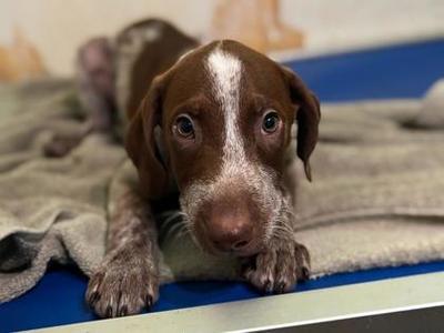 Peter, Mixed Breed, puppy, available for adoption