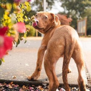 Blossom, Mixed Breed, puppy, available for adoption