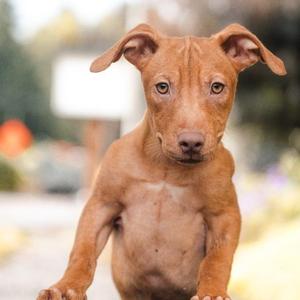 Buttercup, Mixed Breed, puppy, available for adoption