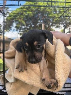 Honeydew, Mixed Breed, puppy, available for adoption