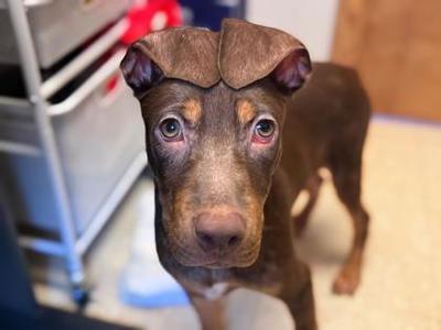 Bubbles, Mixed Breed, puppy, available for adoption
