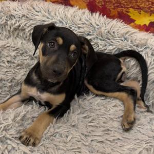 Honeydew, Mixed Breed, puppy, available for adoption