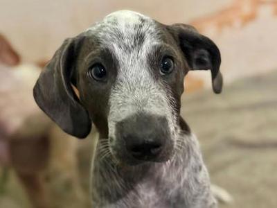 Cindy, Mixed Breed, puppy, available for adoption
