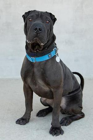 George, Mixed Breed, young, available for adoption