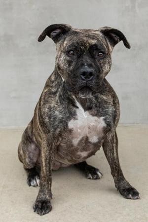 Kehlani, Mixed Breed, adult, available for adoption