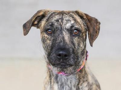 A close-up of a brindle dog with a pink collar, looking directly at the camera.