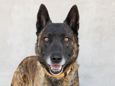 Deogi, Mixed Breed, adult, available for adoption