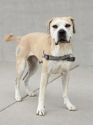 A light-colored dog with a black muzzle and ears standing on a concrete surface.