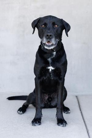 Hammy, Mixed Breed, adult, available for adoption