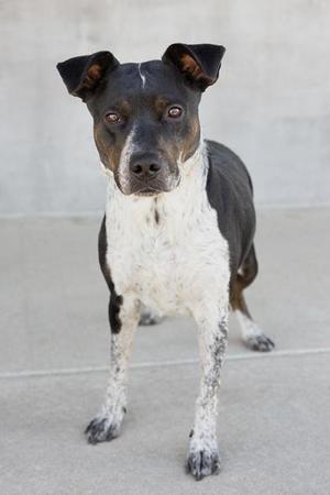 A black and white dog with brown patches standing on a concrete surface