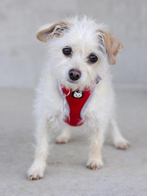 A small white dog with brown ears and a red harness standing on a concrete surface.