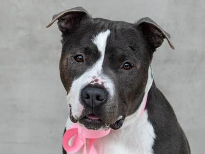 Mighty, Mixed Breed, adult, available for adoption