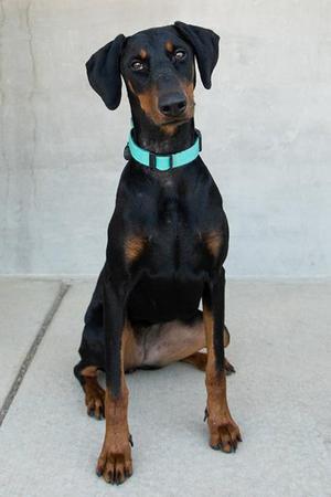 Daisy, Mixed Breed, young, available for adoption