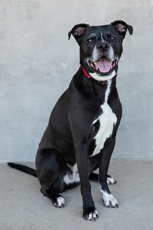 Junie, Mixed Breed, senior, available for adoption