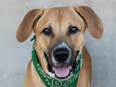 Arthur, Mixed Breed, young, available for adoption