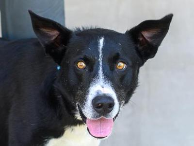 Aries, Mixed Breed, adult, available for adoption