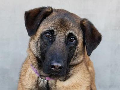 Maggie, Belgian Shepherd / Malinois / Mixed Breed, adult, available for adoption