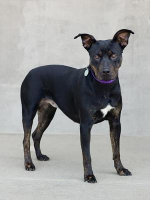 Freyja, Mixed Breed, young, available for adoption