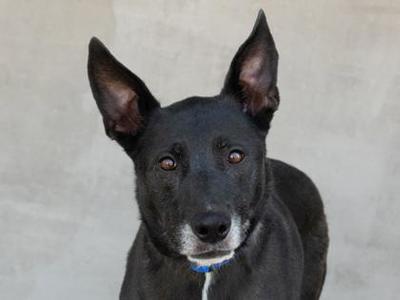 Austin, Mixed Breed, adult, available for adoption