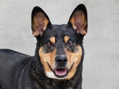 Jonesy, Mixed Breed, senior, available for adoption