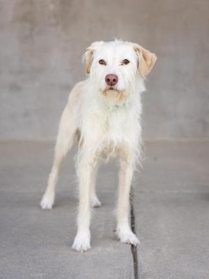 A white dog with long fur standing on a concrete surface.