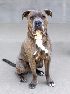 A brindle and white dog sitting on a concrete floor