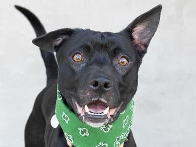 Hoss, Mixed Breed, adult, available for adoption