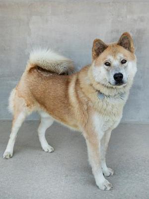A Shiba Inu dog standing on a concrete surface, looking directly at the camera with a calm expression. The dog has a light brown and white coat, with a fluffy tail curled over its back. The background is a plain, light-colored wall.