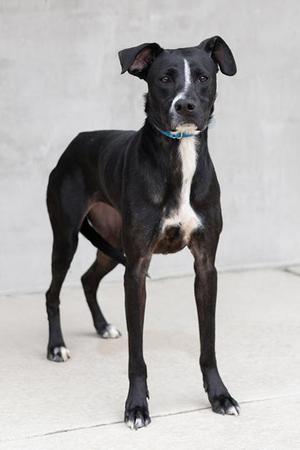 Bunny, Mixed Breed, adult, available for adoption