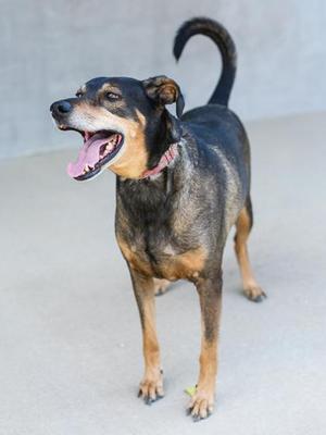 A black and brown dog with a pink collar standing on a concrete surface, its mouth open and tongue out, tail curved upwards.