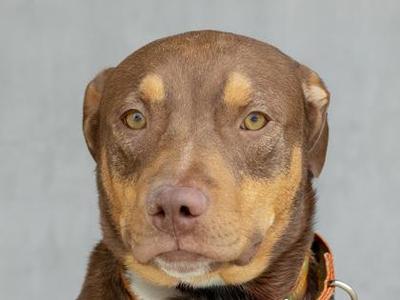 Gio, Mixed Breed, young, available for adoption