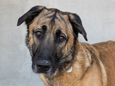 Buddy, Shepherd / Mixed Breed, young, available for adoption
